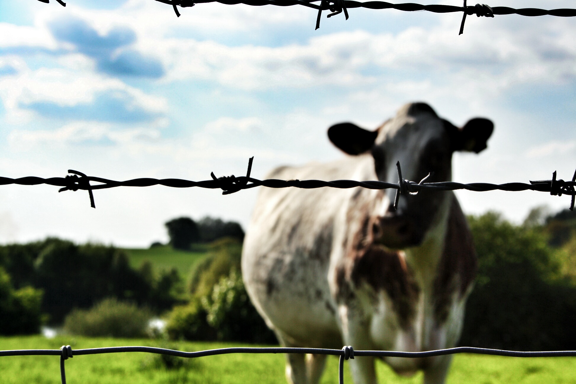 Stacheldraht und NATO-Draht – ein messerscharfes Zaunbau-Zubehör mit Geschichte