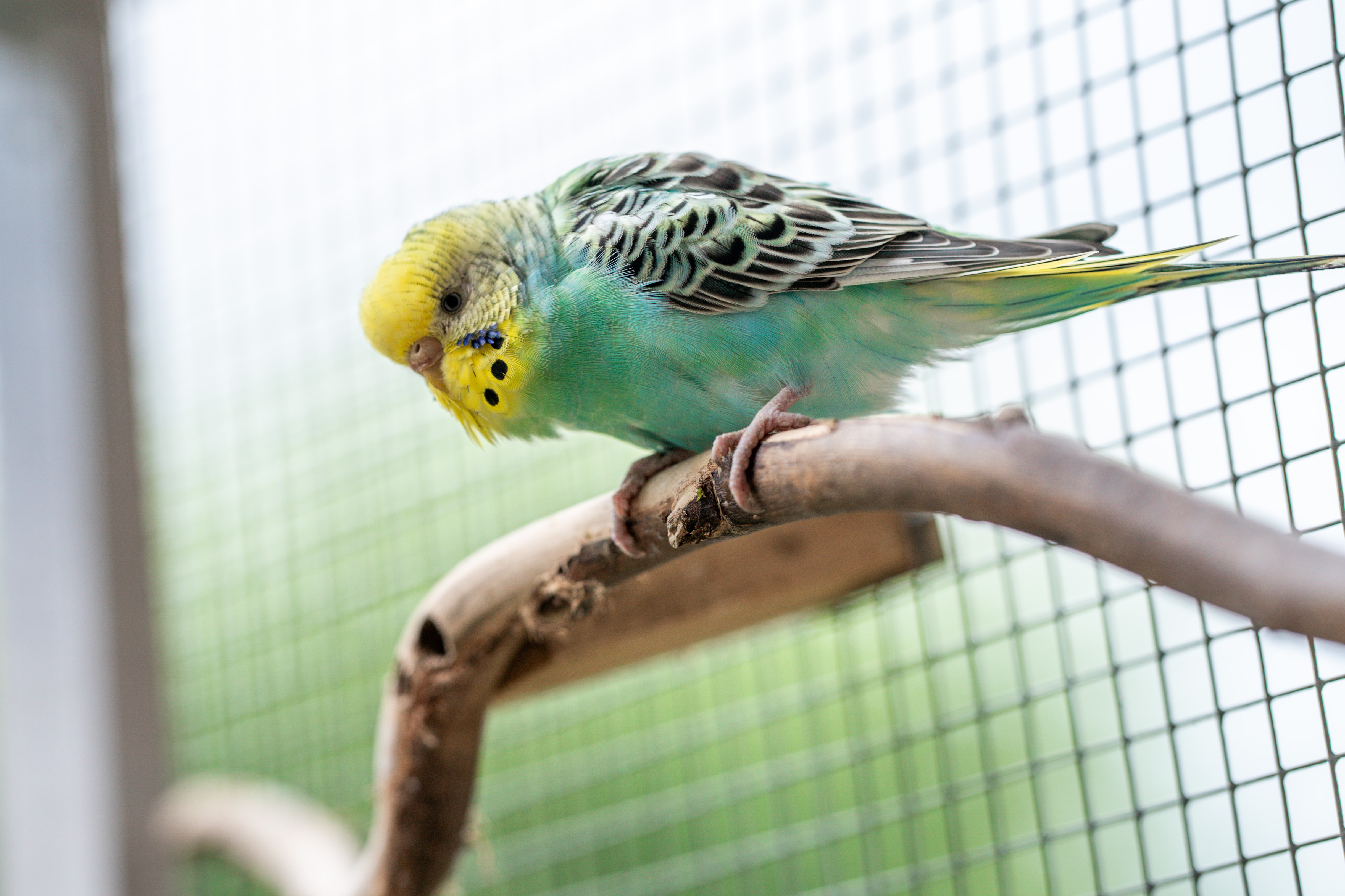 Volierendraht - ein besonderes und vielseitiges Drahtgeflecht