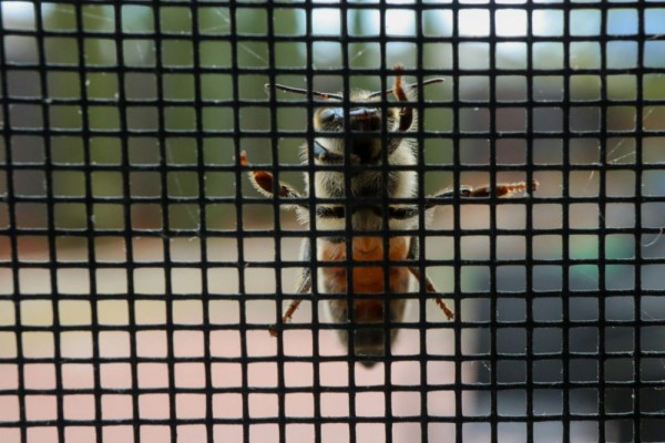 zelf-een-hor-maken-voor-je-raam-of-deur-zo-doe-je