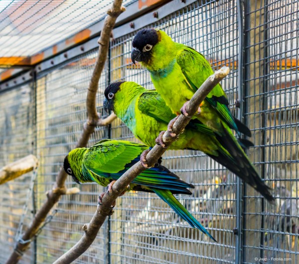 In-einer-Vogelvoliere-aus-Edelstahl-leben-ihre-Voegel-sicher