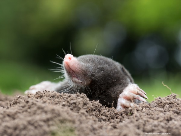 Keine-Maulwurfhuegel-im-Garten-dank-Volierendraht