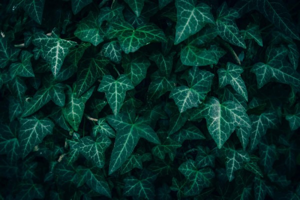groene-schutting-ideeen-handige-tips